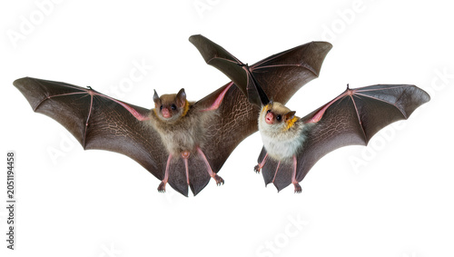 Photography Two flying bats with spread wings, one larger than the other