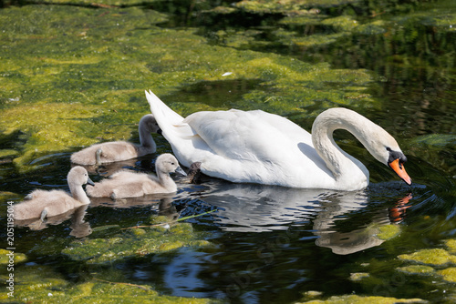 Adult mute swan leading four gray cygnets across algae-covered pond, parent dipping head to feed - tender family wildlife scene