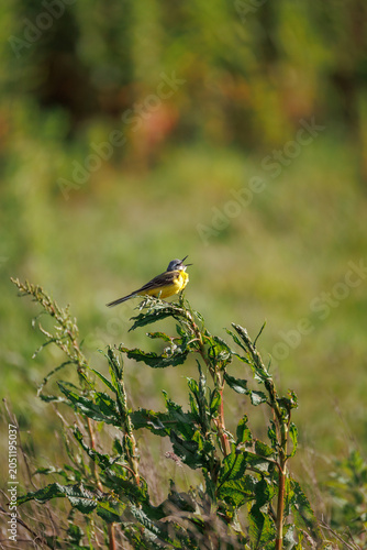 Male yellow wagtail singing from wild plant stem in sunny meadow, vivid yellow breast and open beak - expressive songbird wildlife portrait