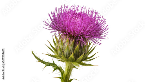 Konstfotografi Purple thistle flower with green spiky leaves and stem