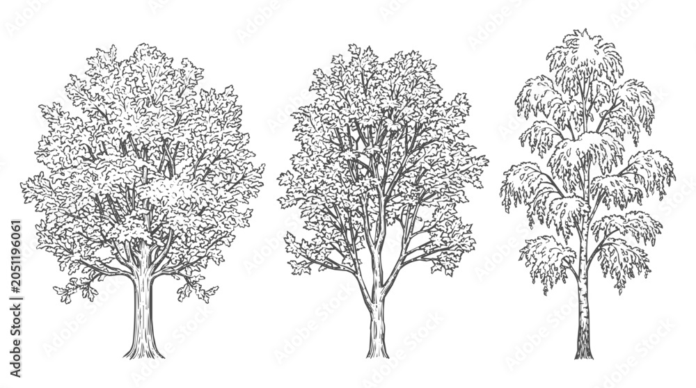 Fototapeta premium Detailed tree sketch set of oak and maple deciduous varieties, hand-drawn in a vintage botanical engraving style for nature and forest design