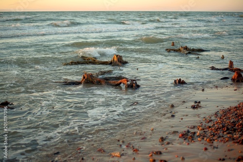 Fotografía Sunset in the Baltic Sea on the Curonian Spit with relict forest