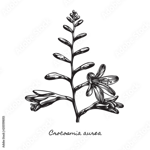 Canvas Print falling stars crocosmia aurea woodcut print, exotic african star flower linocut