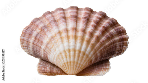 Bild auf Leinwand Scallop shell with radiating ribs and brown and white stripes