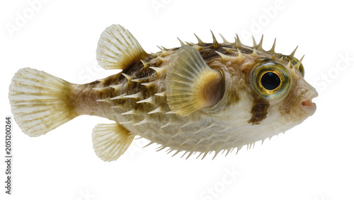 Photos Spiny pufferfish with sharp quills and large eyes