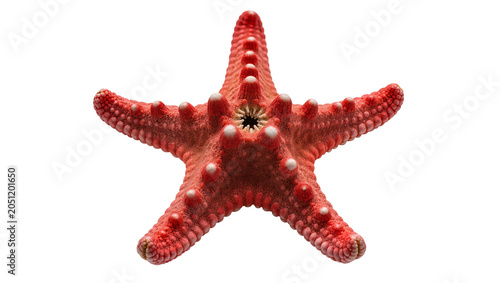 Canvastavla Red starfish with white bumps and textured skin