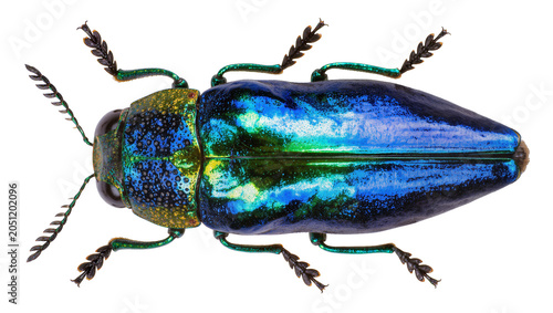 Bilde på lerret Iridescent metallic jewel beetle with blue and green shell