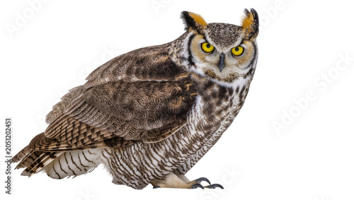 Bild auf Leinwand Great Horned Owl with bright yellow eyes and ear tufts