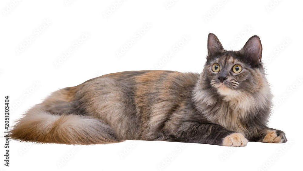 Photography Long-haired tortoiseshell cat lying down with yellow eyes
