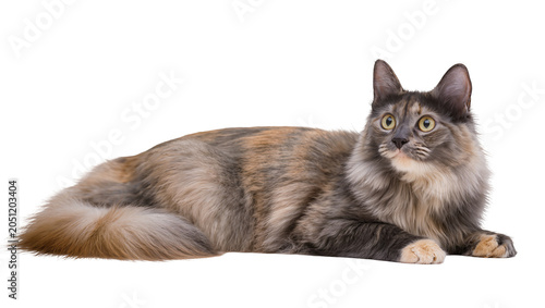 Tableau sur toile Long-haired tortoiseshell cat lying down with yellow eyes