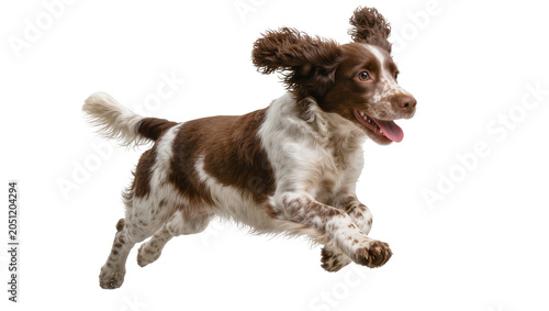 Cuadro en lienzo Brown and white English Springer Spaniel dog running