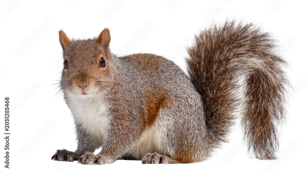 Obraz premium Eastern gray squirrel with bushy tail on white