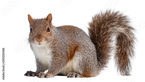 Φωτογραφία Eastern gray squirrel with bushy tail on white