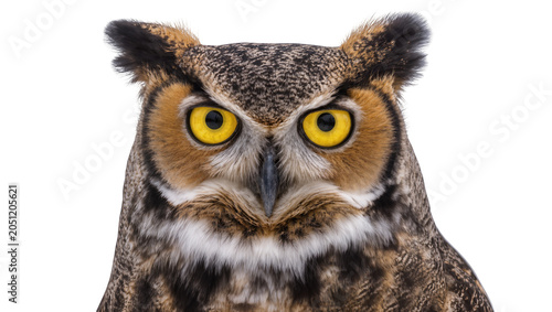 Photography Great Horned Owl face with bright yellow eyes and ear tufts