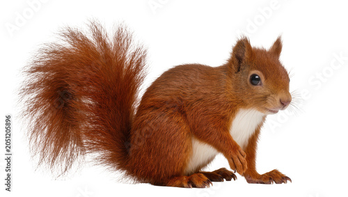 Foto Red squirrel with bushy tail and white chest fur