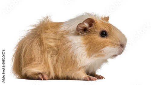 Schilderij op canvas Fluffy guinea pig with brown and white fur sitting