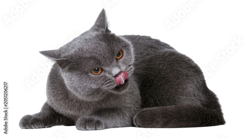 Cuadro en lienzo British Shorthair cat licking its nose with pink tongue