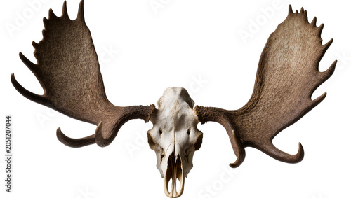 Fotografía Moose skull with large antlers detailed texture, natural bone and horn