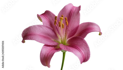 Obraz na płótnie Pink lily flower with yellow stamens and green stem
