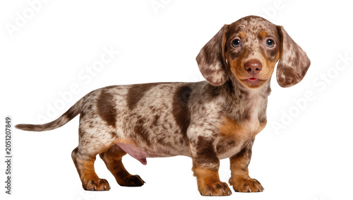 Фотография Dachshund puppy with merle coat and brown spots