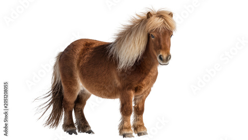 Schilderij op canvas Brown Icelandic horse with long blonde mane standing
