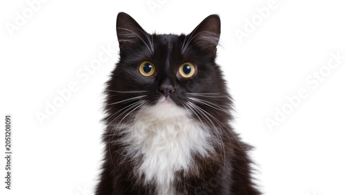 Billede på lærred Fluffy black and white cat with yellow eyes looking forward