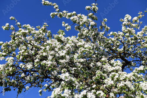 Apple tree (Malus domestica) in full spring bloom, characterised by dense clusters of white flowers