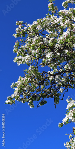 Apple tree (Malus domestica) in full spring bloom, characterised by dense clusters of white flowers
