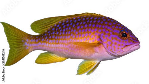 Quadro su tela Colorful spotted fish with yellow fins and tail