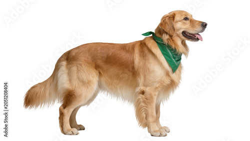 Slika na platnu Golden Retriever dog wearing green bandana, standing profile view