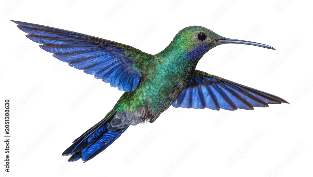 Obraz premium Hummingbird with iridescent green and blue feathers in flight
