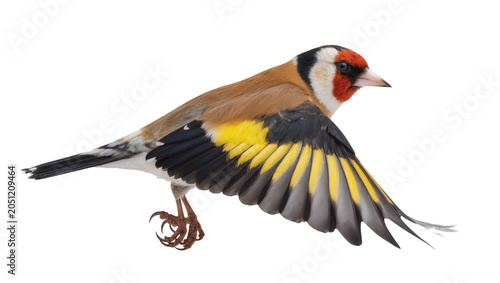 Valokuva European Goldfinch bird in flight with wings spread