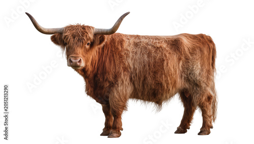 Schilderij op canvas Highland cow with long horns and shaggy brown fur