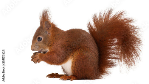Φωτογραφία Red squirrel eating nut with bushy tail and white chest