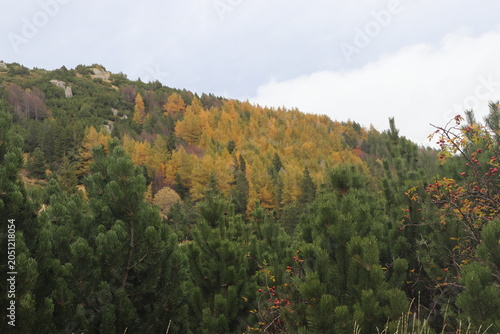 bosco di larici ed altre conifere sul monte Cimone,  Appennino Modenese