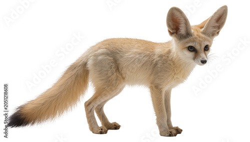 Cuadro en lienzo Fennec fox with large ears standing