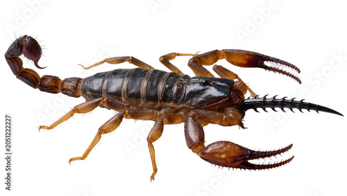 Bild auf Leinwand Scorpion with segmented tail and pincers