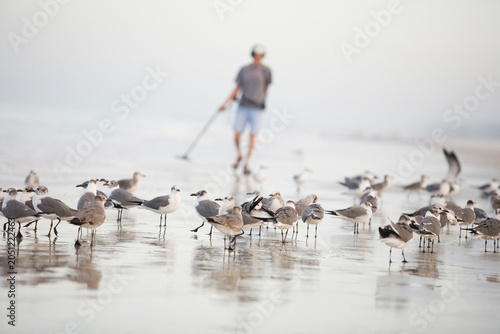Flock of terns on the beach with a man holding a metal detector in the background