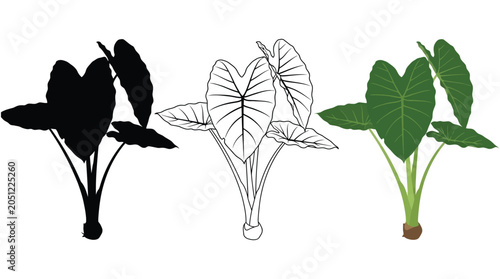 Foto Elephant ear plant variations silhouette outline and colored vector illustration