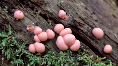 Rosa, kugelförmiger Blutmilchpilz, Lycogala epidendrum im Wald auf Totholz, Schleimpilz