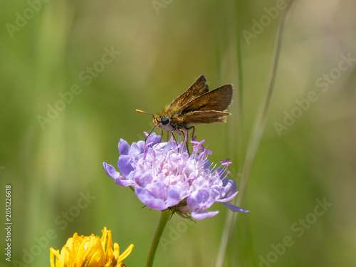 Foto Lulworth Skipper Butterfly Feeding on a Scabious