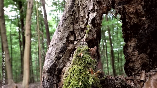 Alter Baum, Totholz mit Loch, Vergänglichkeit, Zersetzung