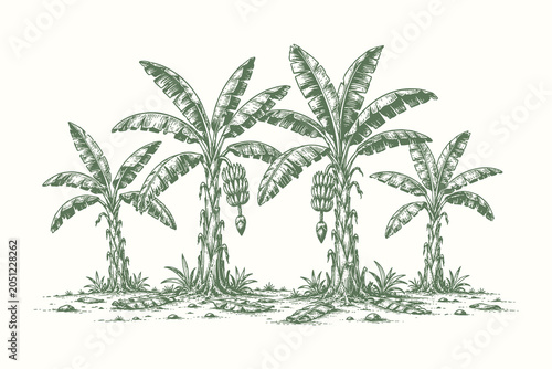 Vintage engraved banana plantation vector illustration featuring detailed tropical plants and botanical landscape elements for design use