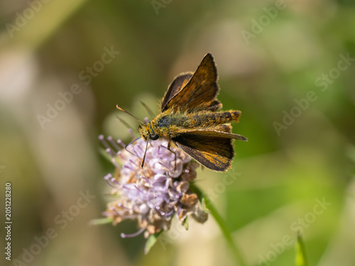 Lulworth Skipper Butterfly Feeding on a Scabious