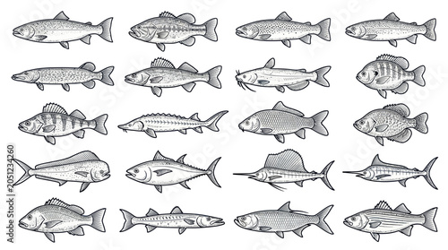 Slika na platnu Collection of Hand-Drawn Fish Illustrations - Diverse Aquatic Species