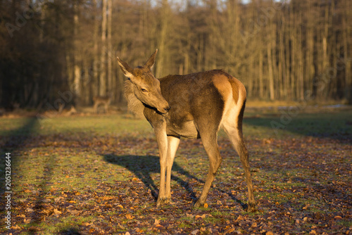 Schilderij op canvas Isolated close-up of a photogenic red deer hind in a forest clearing at sunset |