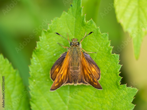 A Large Skipper Butterfly Resting on a Leaf