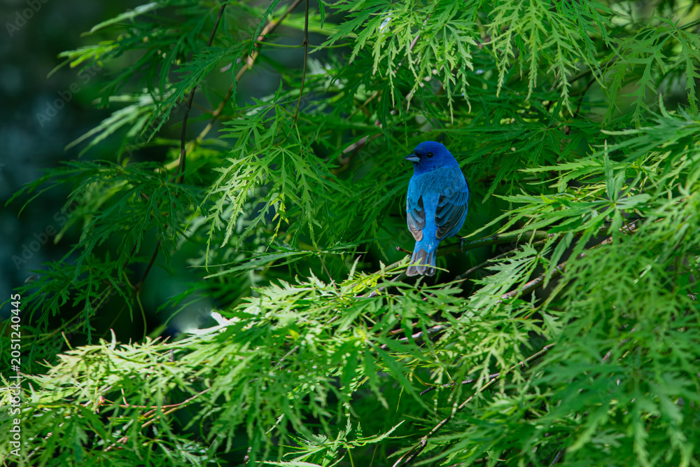 Fototapeta premium Perched Indigo Bunting in Green Bush