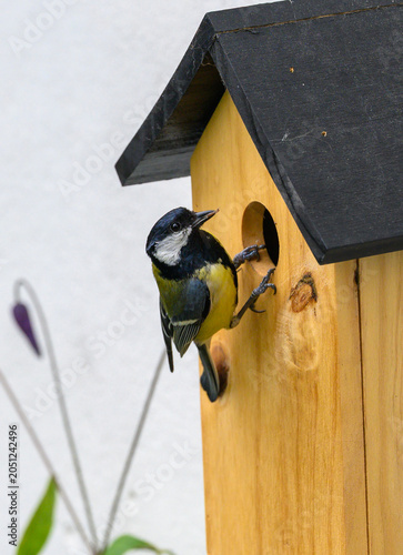 Kohlmeise mit Futter an Vogelhaus