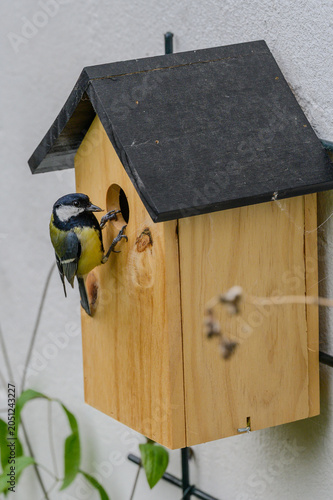 Kohlmeise mit Futter an Vogelhaus